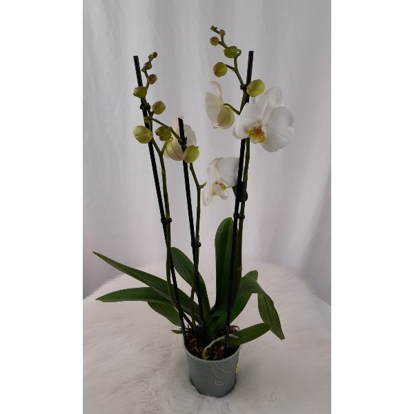Orchideenpflanze Bild 1